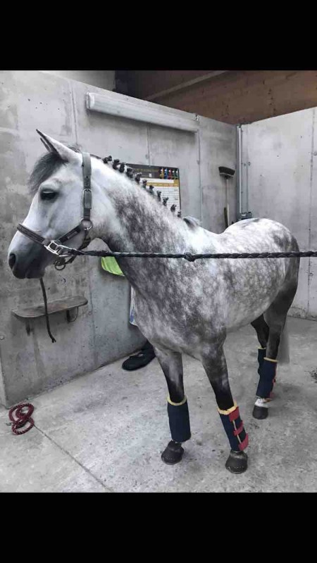 Rechercher tiers de pension 
Jeune ponette grise de 5ans (toise 1m44) recherche cavalier/cavaliere minimum galop 4 deux jours par semaine 
Sur Genech 
0635583291