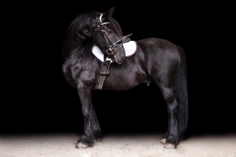 Simson, sublime Frison portant le tapis Performer recommand� pour sa morphologie
