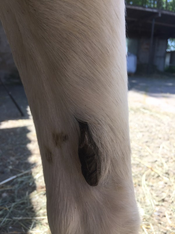 Couper Les Chataignes D Un Cheval Couper Les Chataignes D Un Cheval