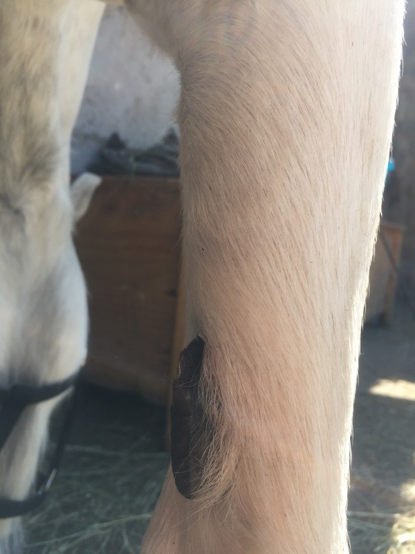 Couper Les Chataignes D Un Cheval Couper Les Chataignes D Un Cheval