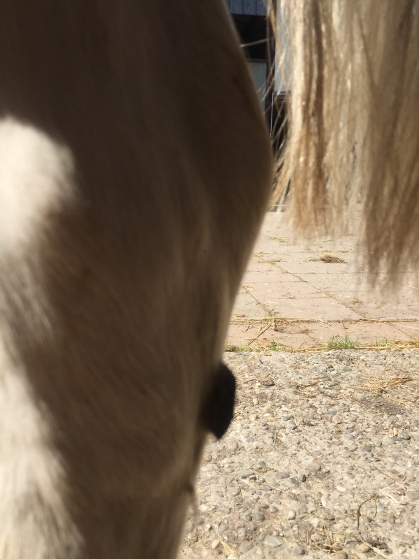 Couper Les Chataignes D Un Cheval Couper Les Chataignes D Un Cheval