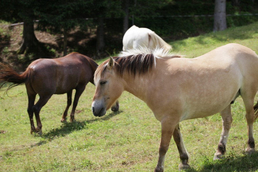 Les chevaux au pr 2