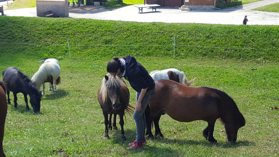 Les poneys au pr