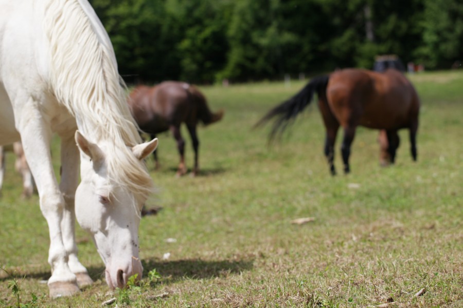 Les chevaux au pr 1