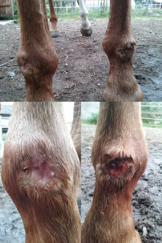 Exemples de blessures aux boulets sans guêtres
