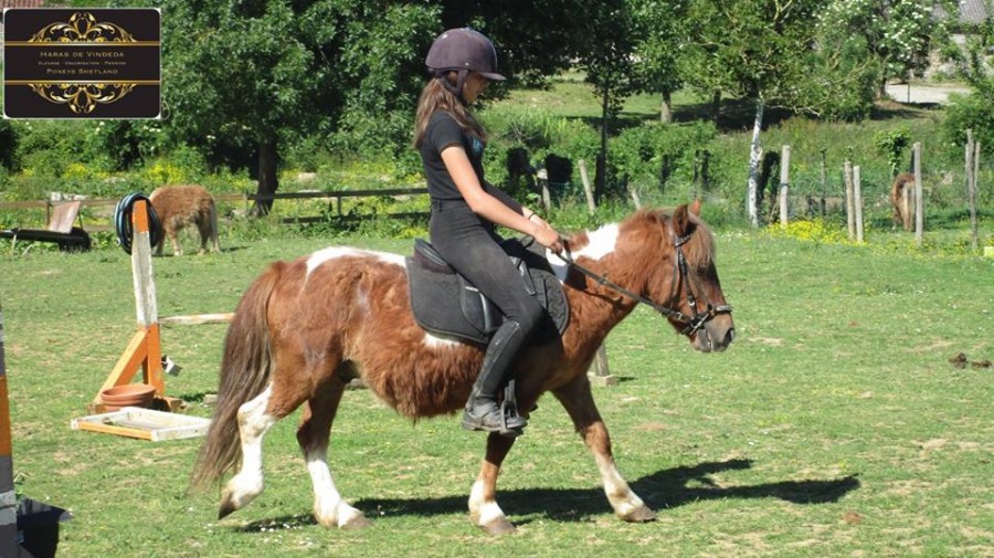 Poney hongre d'un marchand, sans nom. Autant dire qu'il cabre bien et qu'il a su nous le montrer
