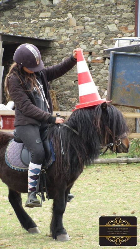 Poney hongre d'un marchand, sans nom. On ne l'oubliera pas, il nous aura bien fait manger le sol