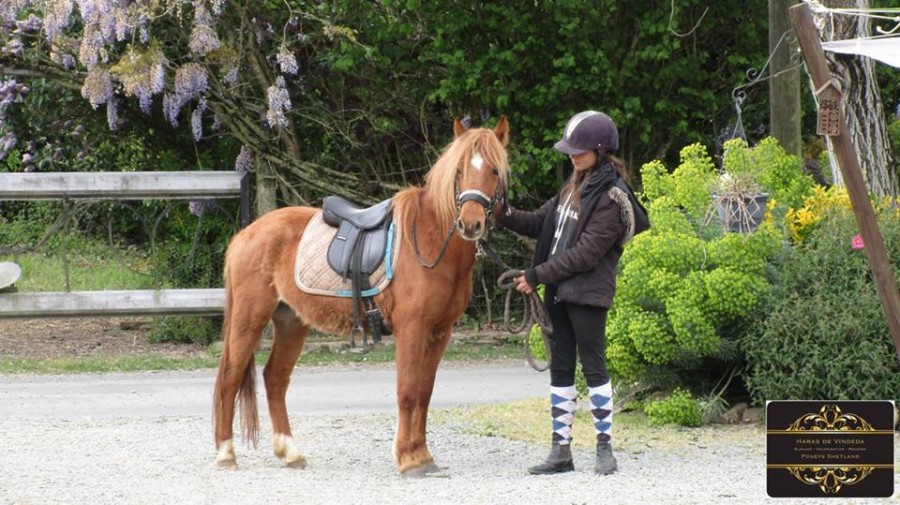 Poney hongre d'un marchand. Le d�but �t� compliquer, c'est tout de m�me devenu un bon poney