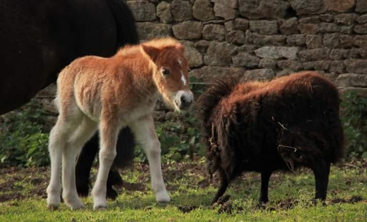 ice tea des ormes  est ne il y a une semaine ?