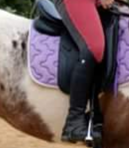 a vendre Selle de dressage TATTINI modele STUTTGART 17.5 pouces. tres tres bon etat a vendre equipee 700 e ( valeur neuve 1480 e ) 