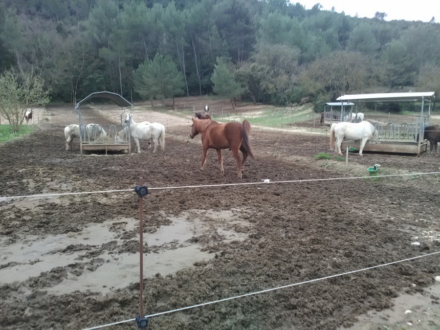 coucou tout le monde je cherche un cheval de 4 a 5 ans faisant du cso eqt mesuran dans les 1m70
