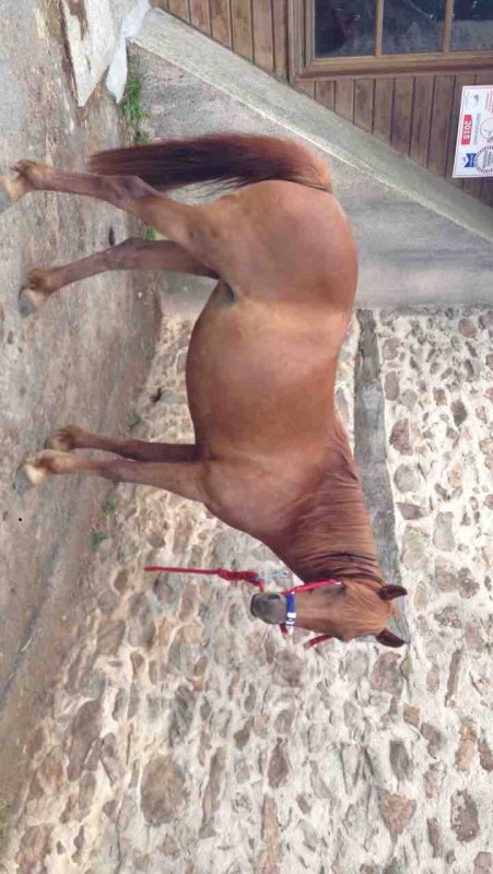 Double ponette alezan 