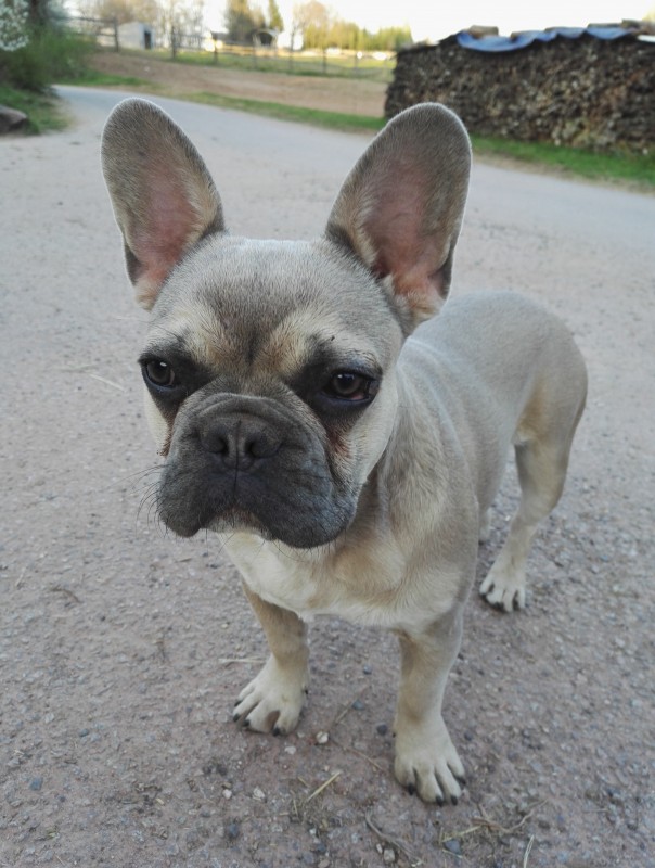 Max (m�le)