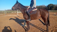 Vente de cheval : WALK ALINE