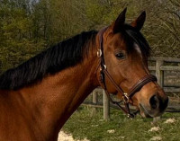 Vente de cheval : AQUILON