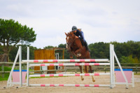 Vente de cheval : First of a kind 