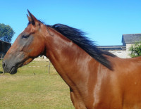 Vente de cheval : FEE
