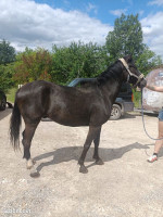 Vente de cheval : Love me du mont joly 