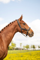 Vente de cheval : Beauty