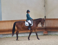 Vente de cheval : Elias Grands Verts 