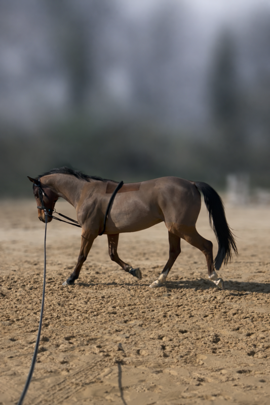Vente de cheval : Emile Malpic