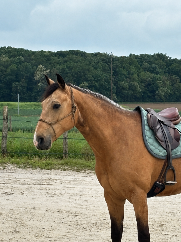 Vente de cheval : Kingsman de Rivendel 