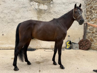 Vente de cheval : Hongre 7 ans 
