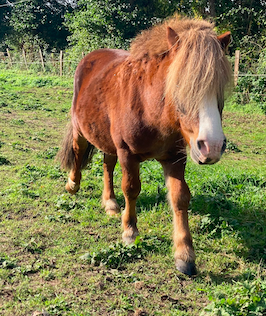 Vente de poney