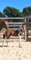 Vente de cheval : QRAZY DREAM DE BOISMIGNON