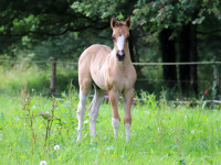 Vente de cheval : CPH Copper will be cool