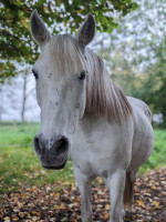 Vente de cheval : Bienvenido appel� 