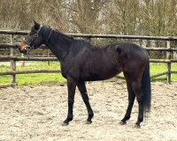 Vente de cheval : JOUVENCIA