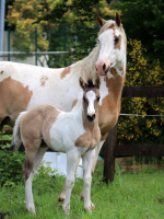 Vente de cheval : CPH Crush risky west