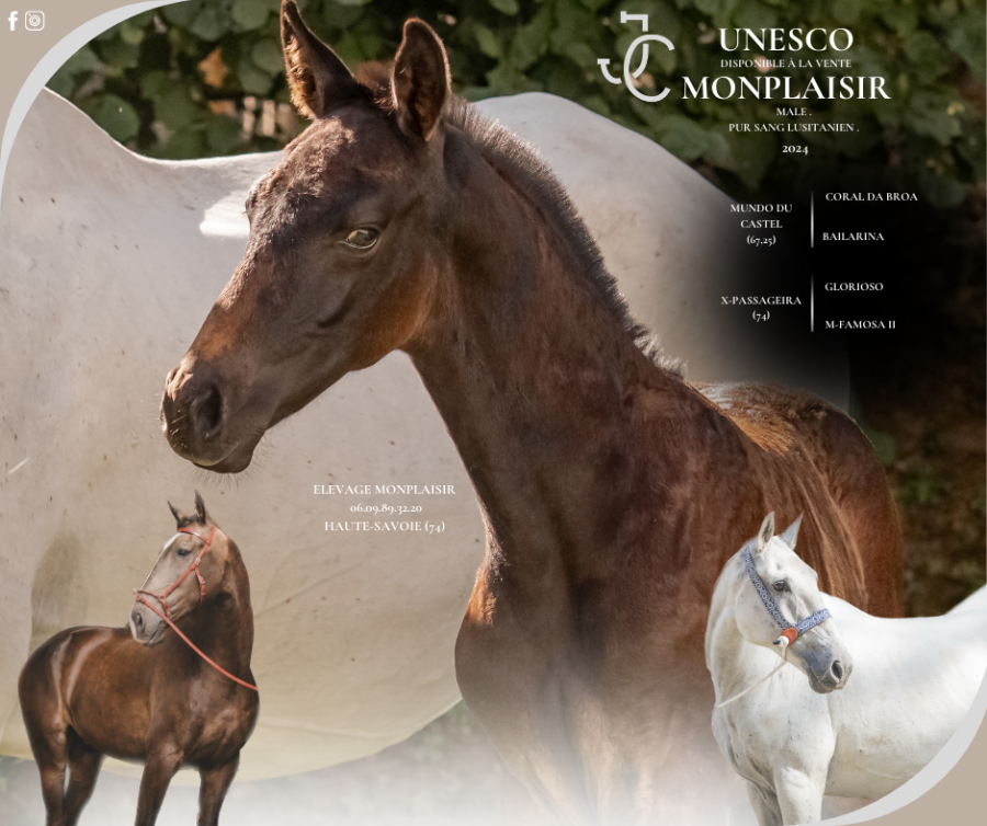 Vente de cheval : Unesco Monplaisir