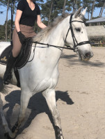 Vente de cheval : Penny