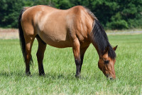 Vente de cheval : Unesis