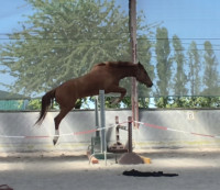 Vente de cheval : Nabucco du mando 