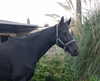 Vente de cheval : Finest du Hans 