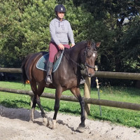 Vente de cheval : Threecasltes 