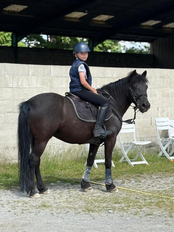 Vente de poney