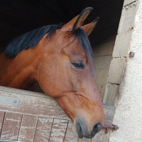 Vente de cheval : Extra star