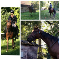 Vente de cheval : Najiz