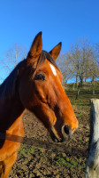 Vente de cheval : Fier