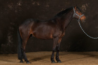 Vente de cheval : H�racles du Kastel 