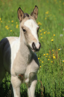 Vente de poney