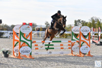 Vente de cheval : Grazilla Shaky 