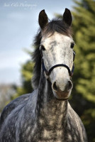 Vente de cheval : Matthews Girl 