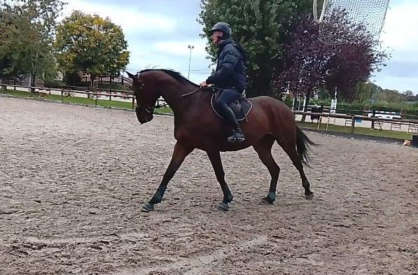 Vente de cheval : BUBBLE BLUE 
