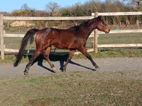 Vente de cheval : maranatha