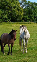 Vente de cheval : Nelson 